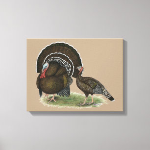 Turkey Standard Bronze Canvas Print