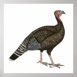 Turkey: Standard Bronze Hen Poster