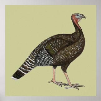 Turkey: Standard Bronze Hen Poster