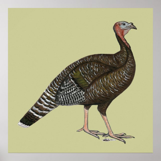 Turkey:  Standard Bronze Hen Poster (Front)