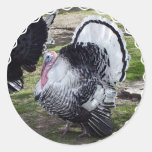 Turkey Stickers