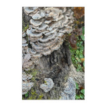"Turkey Tail Mushrooms" Acrylic Wall Art