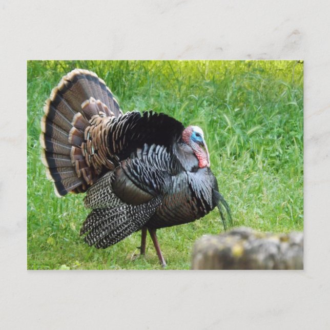 Turkey Time Postcard (Front)