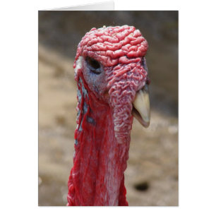 Turkey Tom, Blank Inside Greeting Card