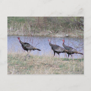 Turkey Trio By Water Postcard