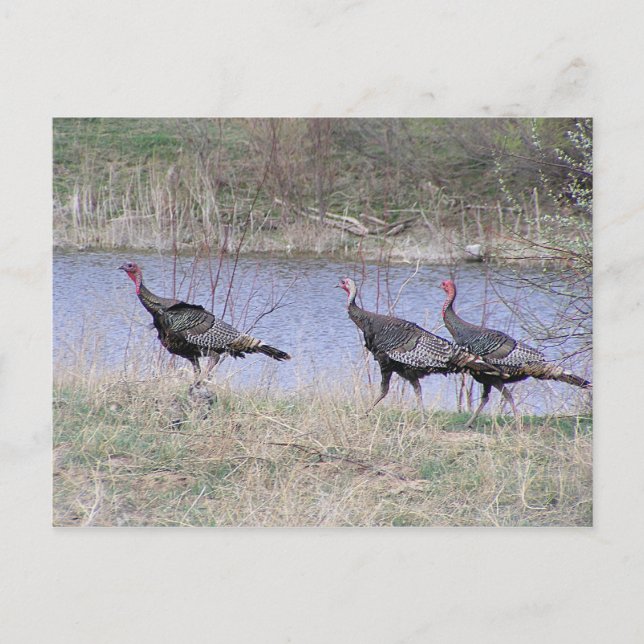 Turkey Trio By Water Postcard (Front)