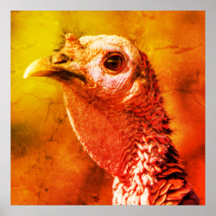 Turkey Up Close and Personal 24 x 24 Poster