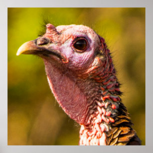Turkey Up Close And Personal 32 x 32 Poster