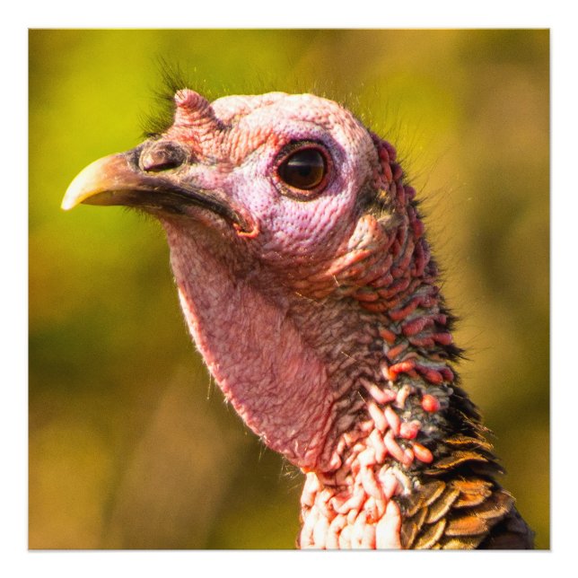 Turkey Up Close Kodak Pro Photo Paper 24 x 24 Print (Front)