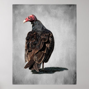 TURKEY VULTURE BUZZARD POSTER