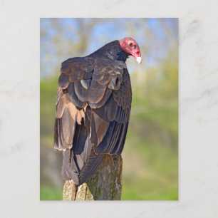 Turkey vulture perched on trunk postcard
