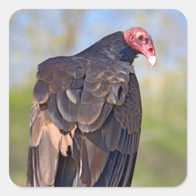 Turkey vulture perched on trunk  square sticker (Front)