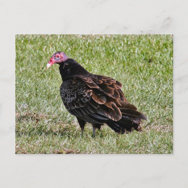 Turkey Vulture Photo Postcard (Front)
