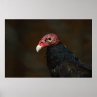 Turkey Vulture
