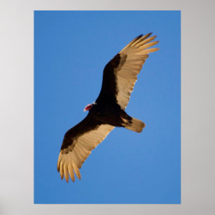 Turkey Vulture Poster