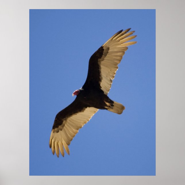 Turkey Vulture Poster (Front)