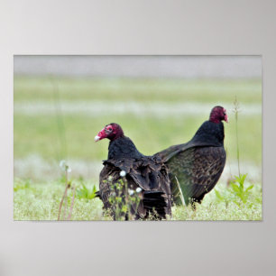 Turkey Vultures Poster