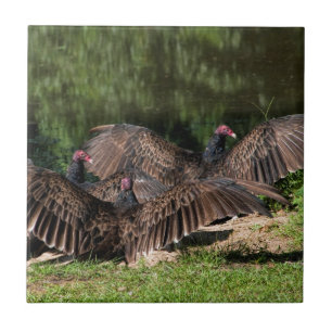 Turkey Vultures With Spread Wings Tile