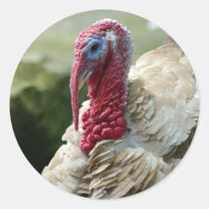 Turkey White Head Profile Photo Classic Round Sticker