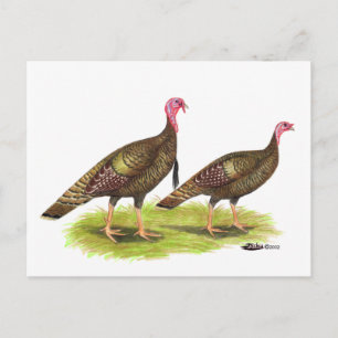 Turkey: Wild Bronze Postcard