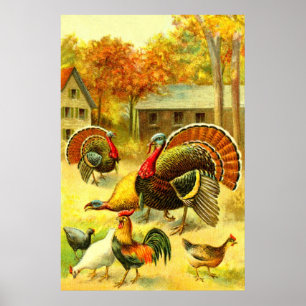 Turkeys and chickens poster