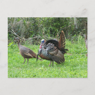 Turkeys at West Lake Toho Postcard