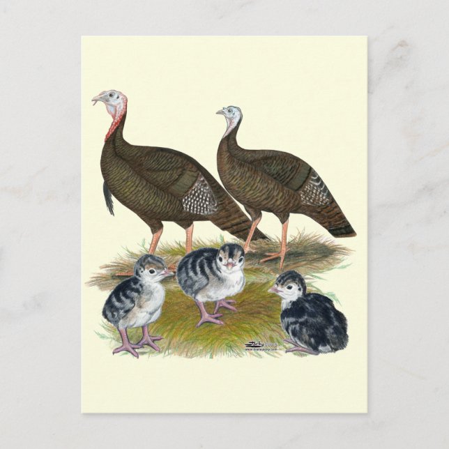 Turkeys Eastern Wild Family Postcard (Front)