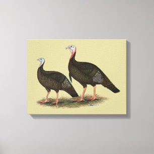 Turkeys Eastern Wild Pair Canvas Print