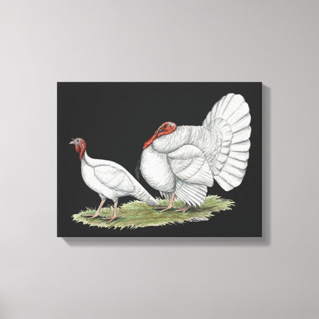 Turkeys White Holland Canvas Print (Front)