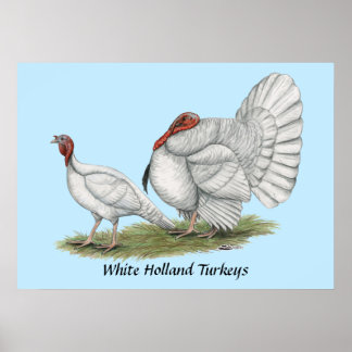 Turkeys White Hollands Poster