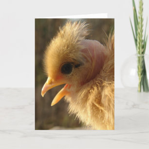 Turkin Chick Card