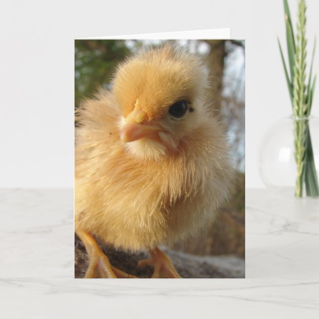 Turkin Chick Card (Front)