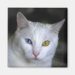 Turkish Angora Cat Magnet