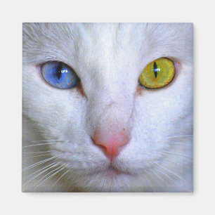 Turkish Angora Cat Odd Eyes Magnet