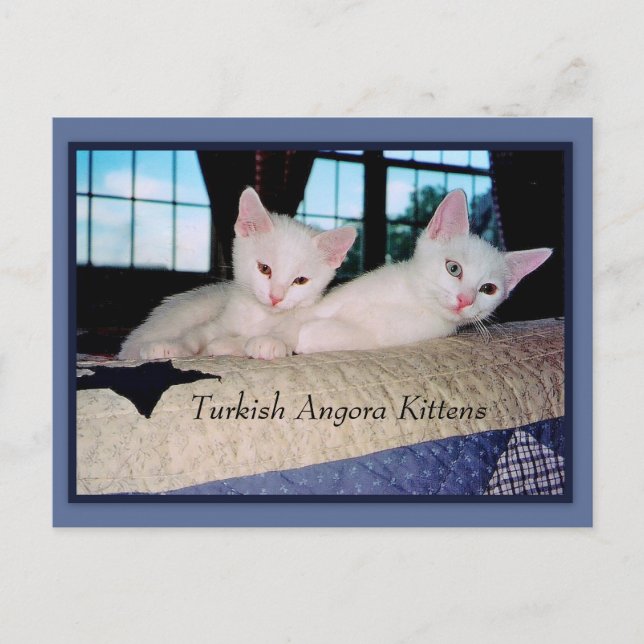 Turkish Angora Kittens Postcard (Front)