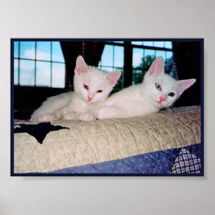 Turkish Angora Kittens Poster