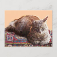 TURKISH CAT ON THE OLD CARPET
