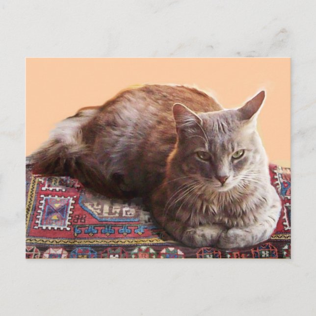 TURKISH CAT ON THE OLD CARPET POSTCARD (Front)