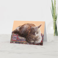 TURKISH CAT SITTING ON THE OLD CARPET