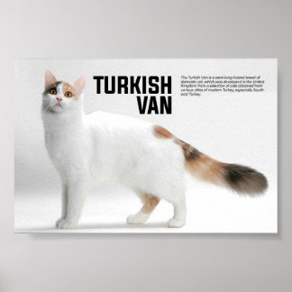 Turkish Van Cat Breed Poster