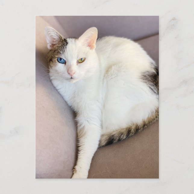 Turkish Van Cat Postcard (Front)