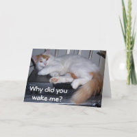 TURKISH VAN *I WAS GETTING UP* WHY DID YOU WAKE ME