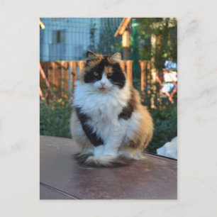 Turkish Van Postcard