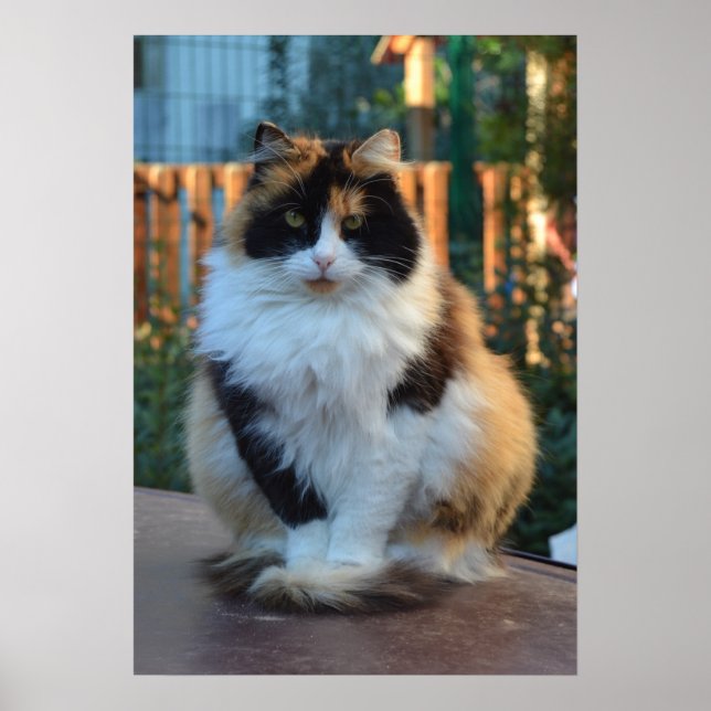 Turkish Van Poster (Front)