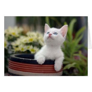 Turkish White Kitten