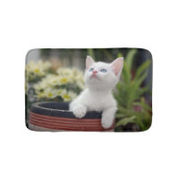 Turkish White Kitten
