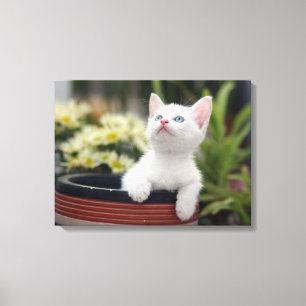 Turkish White Kitten Canvas Print
