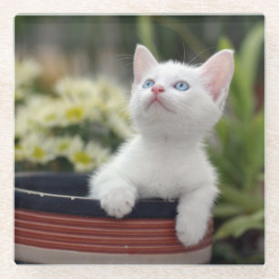 Turkish White Kitten Glass Coaster