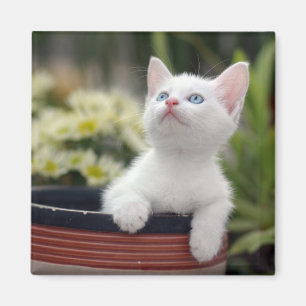 Turkish White Kitten Magnet
