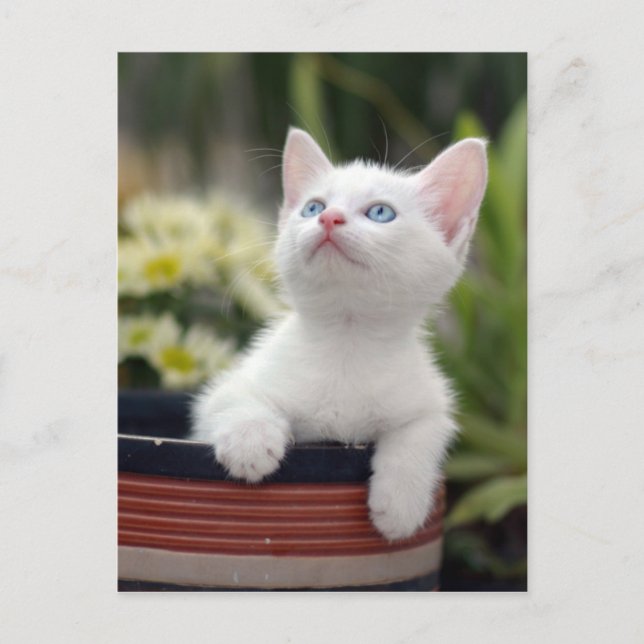 Turkish White Kitten Postcard (Front)